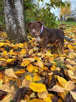 American Bully XL - 4