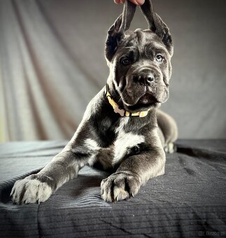Cane Corso Ksin Fargo Fci - 4