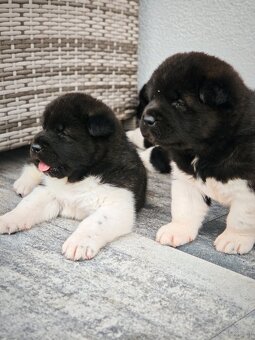 Akita americka - 4