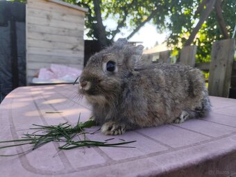 Samiczka i samce 4 sztuki w cenie - 4