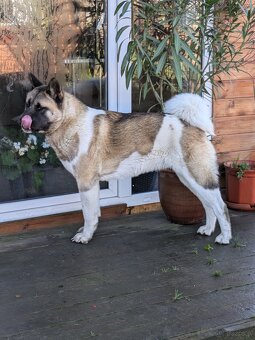 Akita Amerykańska FCI - 4