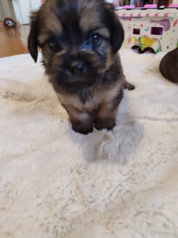 Śliczne suczki i pieski - 4