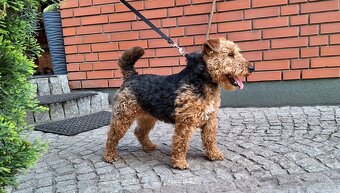 Suka welsh Terrier ZKWP FCI terier - 4
