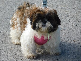 Piękny piesek Niko shih tzu - 4