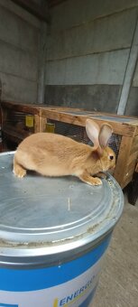 Sprzedam króliki 3 miesięczne - 4