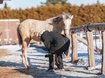 Luksusowy ogierek - 4