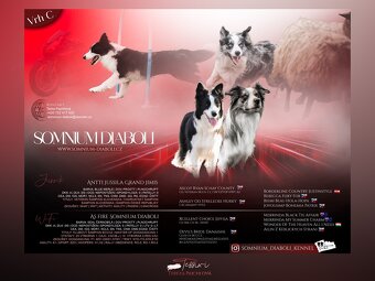 Border collie - 4