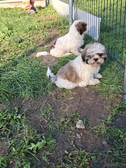 Szczeniaki shih-tzu - 4