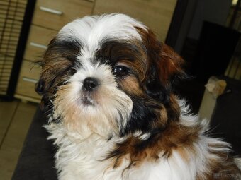 Piękna sunia shih tzu Diana - 4