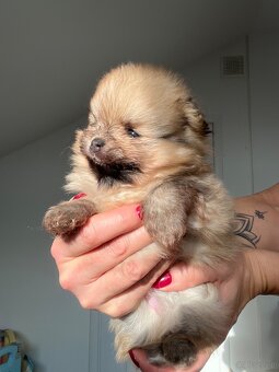 Pomeranian/ Szpic miniaturowy - 4