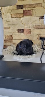 Buldog francuski - 4