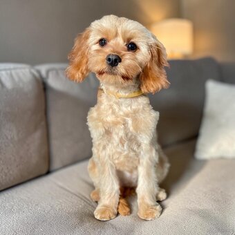 Cavapoo sunia - 4