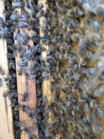 Sprzedam przezimowane rodziny pszczele - 4