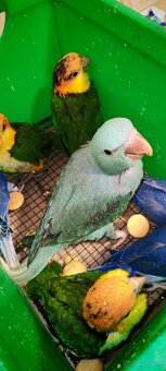 barwinka białobrzucha - 4