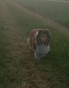 owczarek Szkocki - 4