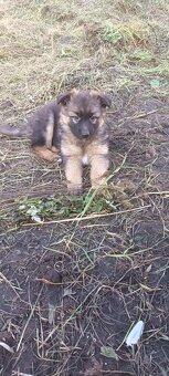 Owczarki niemieckie długowłose - 4