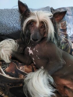 Chiński Grzywacz ZKwP/FCI Reproduktor - 4