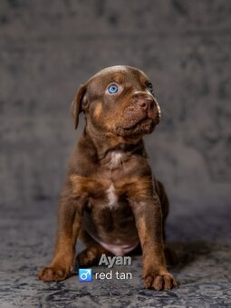 Louisiana Catahoula Leopard Dog - 4