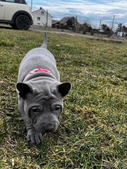 Thai Ridgeback Dog- Dog Thajski - 4