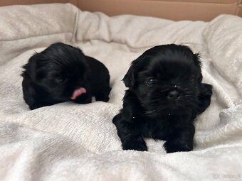 Szczeniaki shih-tzu - 4