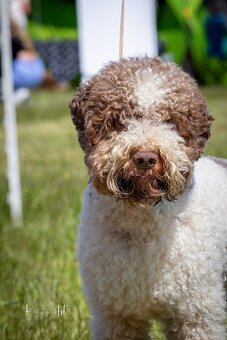 Lagotto romagnolo -szczenięta ur. 19.03.2025 r. - 4
