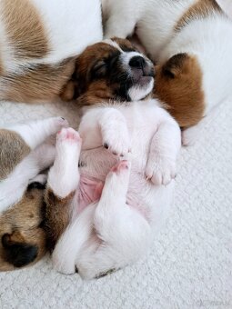 Choco Jack Russell Terrier ZKwP FCI - 4