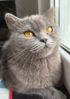 Koty brytyjskie niebieskie krótkowłose z rodowodem - 4