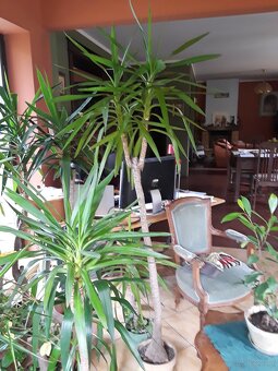 Kiaty doniczkowe - 4