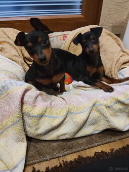 Pinczer miniaturowy - 4