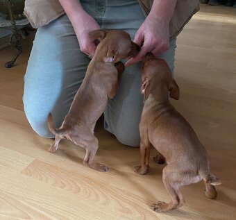 Szczeniaki rasy Pinczer Miniaturowy - 4