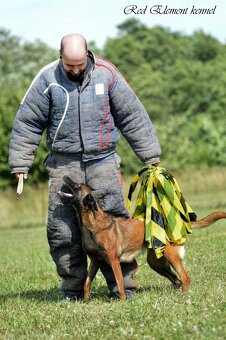 Owczarek belgijski malinois z rodowodem FCI - 4