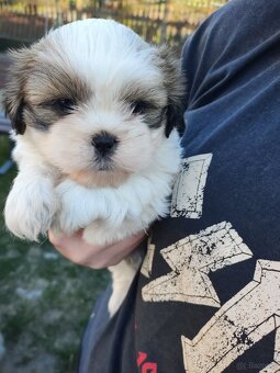 Suczki shih -tzu - 4