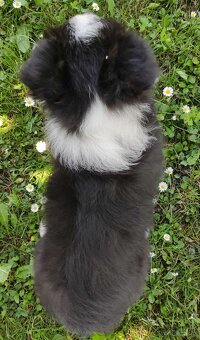 Piękny czarno-biały Border Collie, pies ZAFIR z hodowli, peł - 4