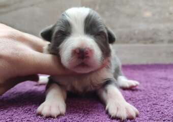 Rasowy Pies Border Collie - Szczeniak WINTER z pełną dok. z - 4