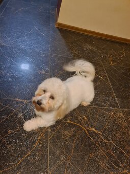 Coton de tulear pies dorosły - 4