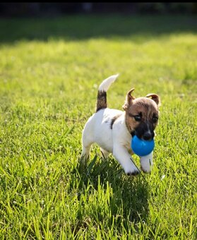 Jack Russell Terrier - suczka - nie do hodowli - 4