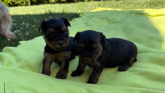Suczki rasy yorkshire terrier - 4