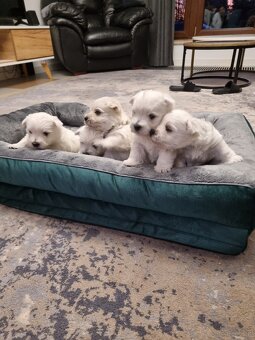 West highland white terrier - 4