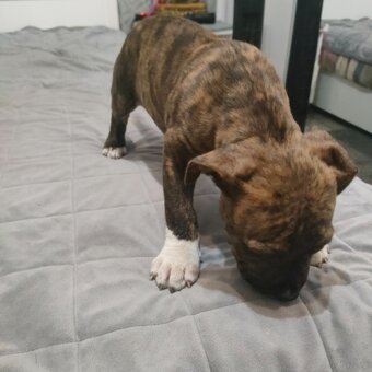 Szczeniak Amstaff - 4