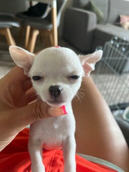 Szczeniaki chihuahua - 4