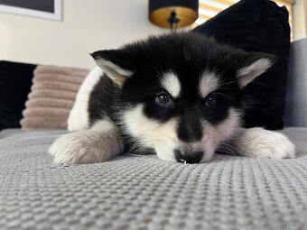 Alaskan Malamute szczeniaki - 4