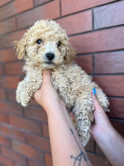 Poochon - 4