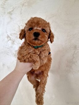 Pudelki toy/miniatura RED po tatusiu FCI - 4