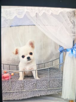 Chihuahua z rodowodem FCI. - 4