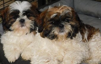Szczeniaki shih tzu - 4