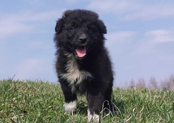 Border Collie - Pies do pasienia na gospodarstwo, pełna dok. - 4