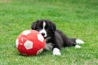 Border collie - 4