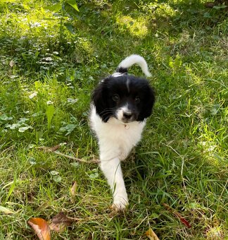 Spaniel kontynentalny miniaturowy, phalene, nie papillon FCI - 4