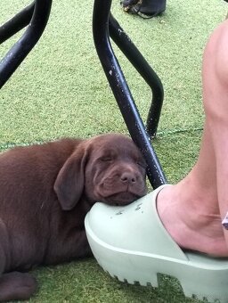 Labrador retriever - 4