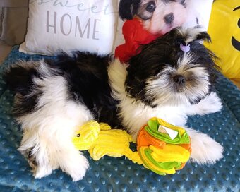 Shih-tzu z PP ostatni szczeniak (shih tzu, shitzu, si-tzu) - 4